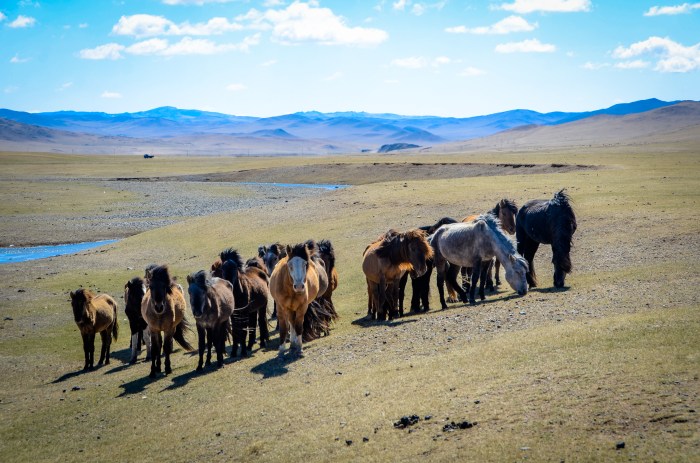Horses watering at a affluent of Kherlen river