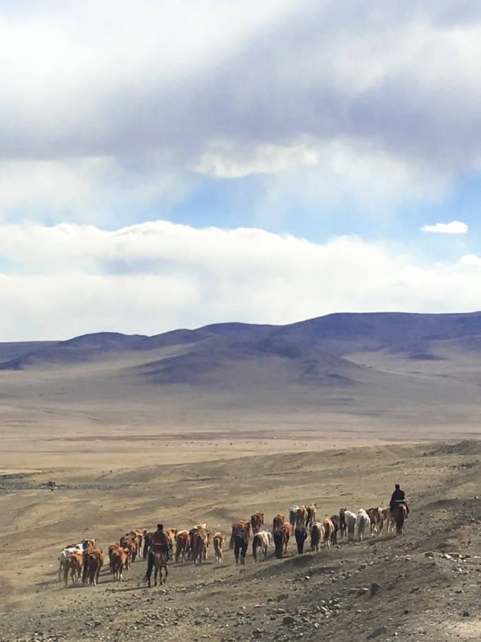 Horsemen and a herd of Mongolian horses